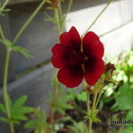 Potentilla thurberi 'Monarch's Velvet' - 