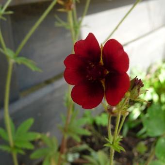 Potentilla thurberi 'Monarch's Velvet'