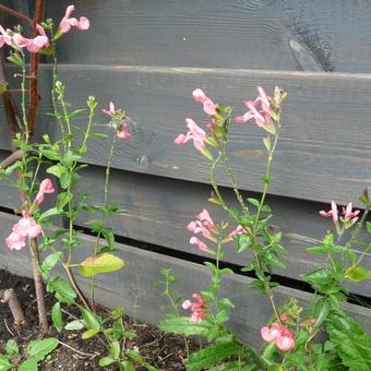 Salvia x jamensis 'California Sunset'