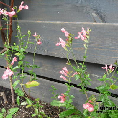 Salvia x jamensis 'California Sunset' - 