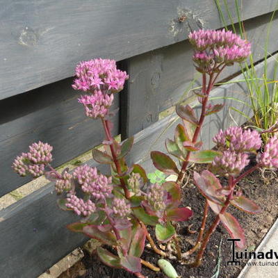 Sedum telephium 'Munstead Dark Red' - 