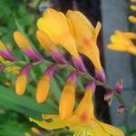 Crocosmia x crocosmiiflora 'Columbus' - 