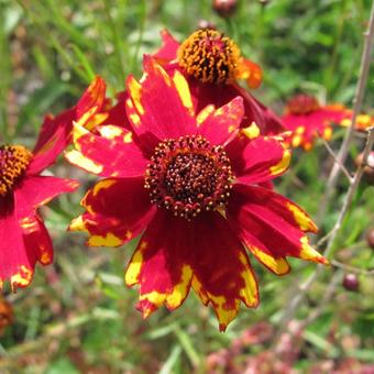 Coreopsis tinctoria 'Radiata Tigrina'