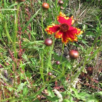 Coreopsis tinctoria 'Radiata Tigrina'