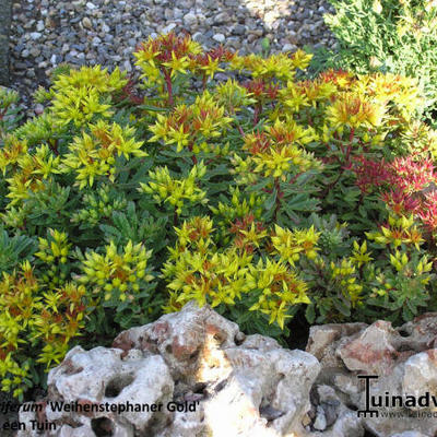 Sedum floriferum 'Weihenstepaner Gold' - Sedum floriferum 'Weihenstepaner Gold'