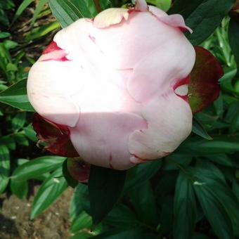 Paeonia lactiflora