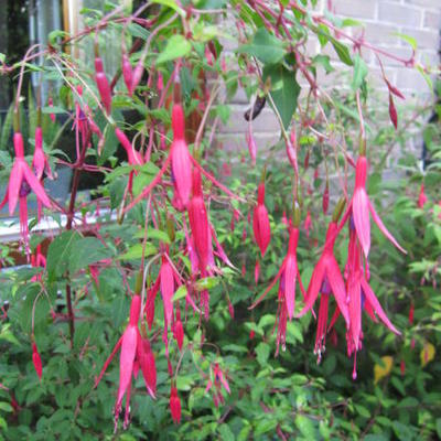 Fuchsia magellanica 'Riccartonii'