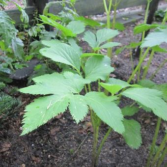 Angelica archangelica