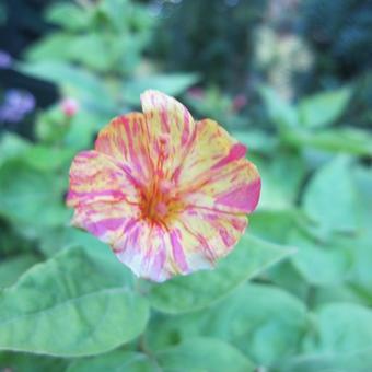 Mirabilis jalapa