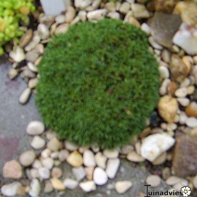 Dianthus noeanus - 