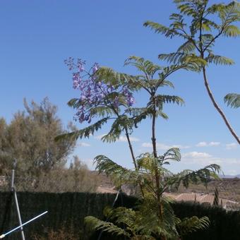 Jacaranda mimosifolia