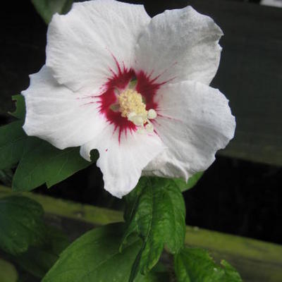 Hibiscus syriacus 'Monstrosus' - 