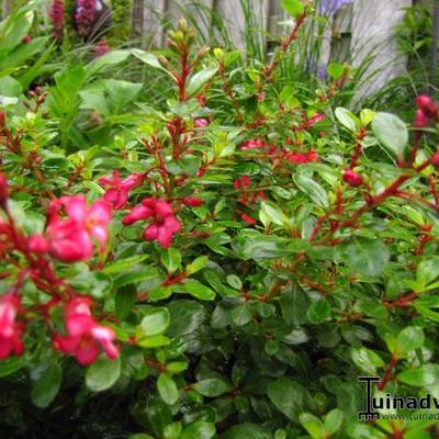 Escallonia 'Red Dream' - Escallonia 'Red Dream'