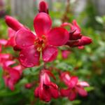 Escallonia 'Red Dream' - 