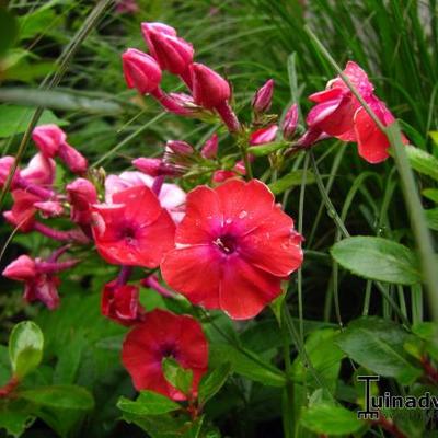 Phlox paniculata 'Red FLAME'