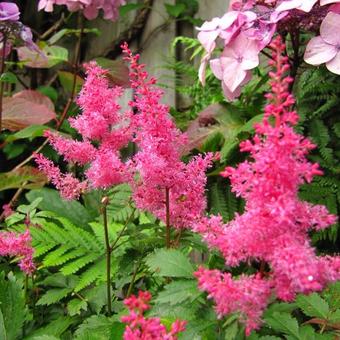 Astilbe x arendsii 'Rhythm and Beat'