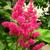 Astilbe x arendsii 'Rhythm and Beat'