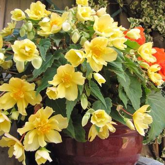 Begonia x tuberhybrida