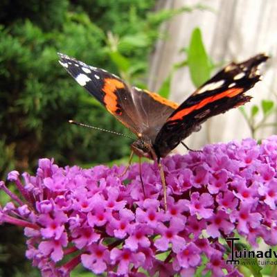 Buddleja davidii 'BUZZ Sky Blue' - 