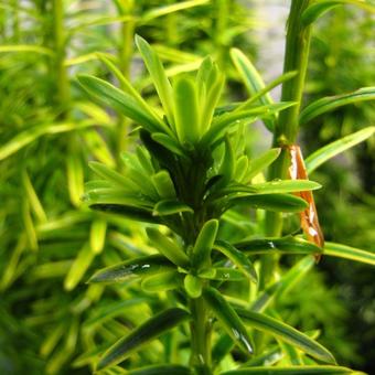 Taxus baccata 'David'