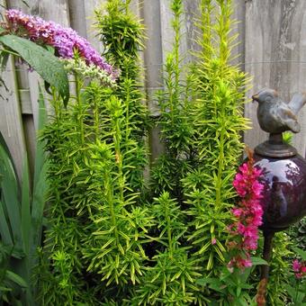 Taxus baccata 'David'