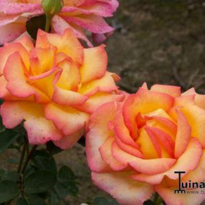 Rosa 'Jean Piat' - 