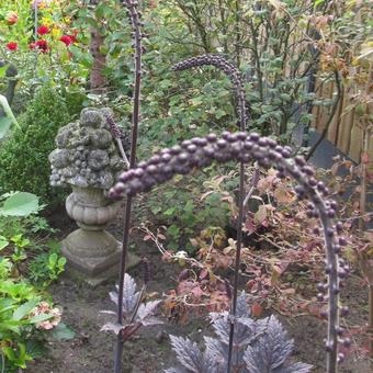 Actaea simplex 'Pink Spike'