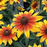 Rudbeckia ‘SUMMERINA'-serie - 