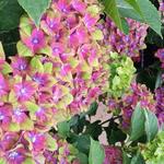 Hydrangea macrophylla 'Schloss Wackerbarth'  - 