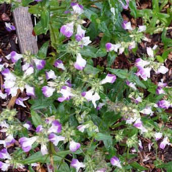 Collinsia bicolor