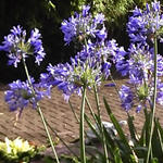 Agapanthus 'Headbourne Hybrids' - 