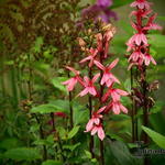 Lobelia - 