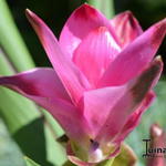 Curcuma Alismatifolia - 