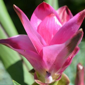 Curcuma Alismatifolia