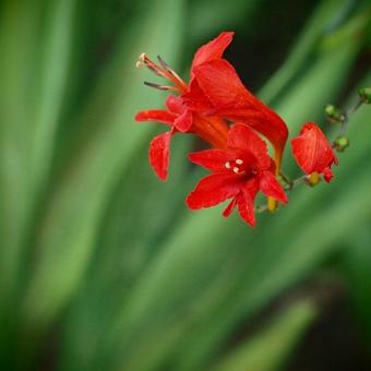 Crocosmia x crocosmiiflora 'Lucifer'