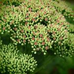 Sedum - 