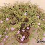 Lantana montevidensis - 