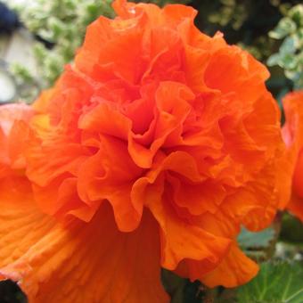 Begonia x tuberhybrida