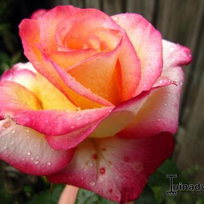 Rosa 'Minuette' - 