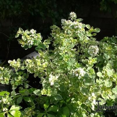 Origanum vulgare 'Panta' - 