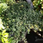 Thymus x citriodorus 'Sambesi' - 