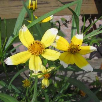 Bidens aurea 'Hannay's Lemon Drop'