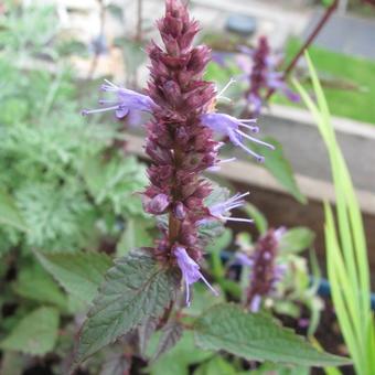 Agastache rugosa 'After Eight'