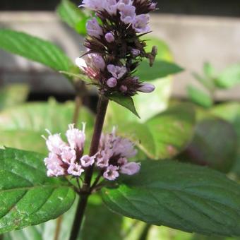 Mentha piperita