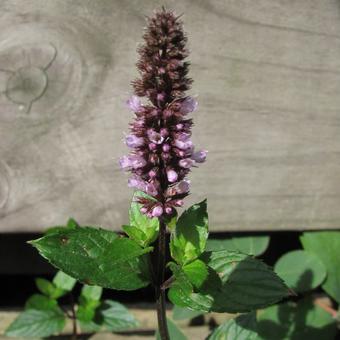 Mentha piperita