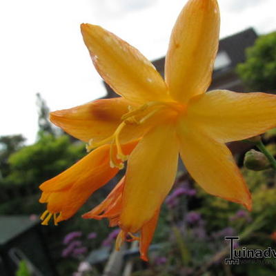 Crocosmia 'John Boots' - 