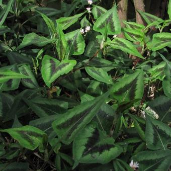 Persicaria microcephala 'Purple Fantasy'