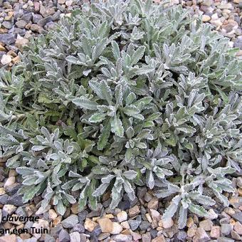 Achillea clavennae