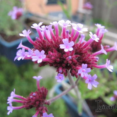 Verbena bonariensis 'Lollipop' - Verbena bonariensis 'Lollipop'