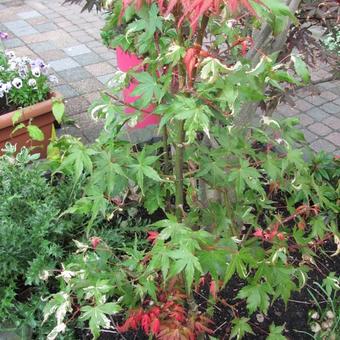 Acer palmatum 'Kasen-nishiki'